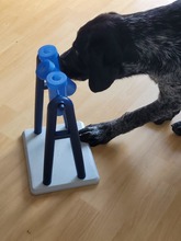 BASCO, Hund, Mischlingshund in Ronnenberg - Bild 4