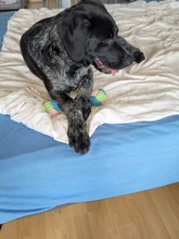 BASCO, Hund, Mischlingshund in Ronnenberg - Bild 5