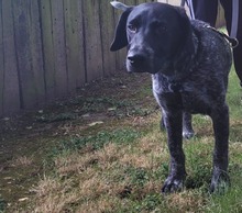 BASCO, Hund, Mischlingshund in Ronnenberg - Bild 6