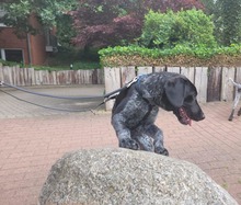 BASCO, Hund, Mischlingshund in Ronnenberg - Bild 7