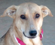 CLEOPATRA, Hund, Mischlingshund in Zypern - Bild 1