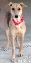 CLEOPATRA, Hund, Mischlingshund in Zypern - Bild 2