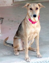 CLEOPATRA, Hund, Mischlingshund in Zypern - Bild 3