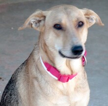 CLEOPATRA, Hund, Mischlingshund in Zypern - Bild 4