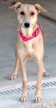 CLEOPATRA, Hund, Mischlingshund in Zypern - Bild 5
