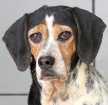 LEA4, Hund, Beagle-Pointer-Mix in Zypern - Bild 1