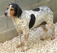 LEA4, Hund, Beagle-Pointer-Mix in Zypern - Bild 2