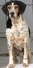 LEA4, Hund, Beagle-Pointer-Mix in Zypern - Bild 3