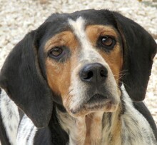 LEA4, Hund, Beagle-Pointer-Mix in Zypern - Bild 4