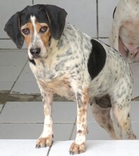 LEA4, Hund, Beagle-Pointer-Mix in Zypern - Bild 5