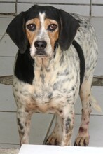LEA4, Hund, Beagle-Pointer-Mix in Zypern - Bild 6