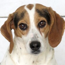 LEW, Hund, Beagle-Pointer-Mix in Zypern - Bild 1