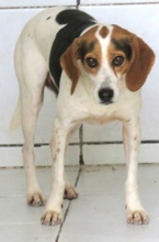 LEW, Hund, Beagle-Pointer-Mix in Zypern - Bild 2