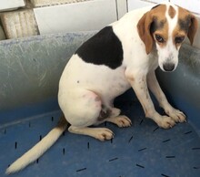 LEW, Hund, Beagle-Pointer-Mix in Zypern - Bild 3