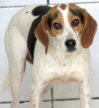LEW, Hund, Beagle-Pointer-Mix in Zypern - Bild 4