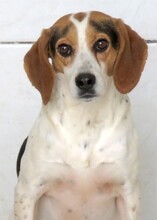 LEW, Hund, Beagle-Pointer-Mix in Zypern - Bild 5