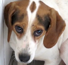 LEW, Hund, Beagle-Pointer-Mix in Zypern - Bild 6