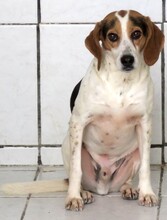 LEW, Hund, Beagle-Pointer-Mix in Zypern - Bild 7