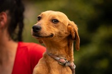 SOMBRA, Hund, Mischlingshund in Ungarn - Bild 1
