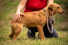 SOMBRA, Hund, Mischlingshund in Ungarn - Bild 10