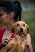 SOMBRA, Hund, Mischlingshund in Ungarn - Bild 11