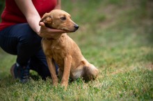 SOMBRA, Hund, Mischlingshund in Ungarn - Bild 12