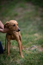 SOMBRA, Hund, Mischlingshund in Ungarn - Bild 13