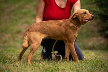 SOMBRA, Hund, Mischlingshund in Ungarn - Bild 14