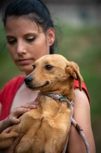 SOMBRA, Hund, Mischlingshund in Ungarn - Bild 15