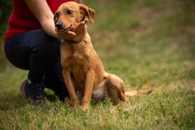 SOMBRA, Hund, Mischlingshund in Ungarn - Bild 2