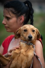 SOMBRA, Hund, Mischlingshund in Ungarn - Bild 3