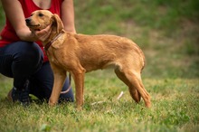 SOMBRA, Hund, Mischlingshund in Ungarn - Bild 4