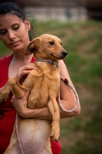 SOMBRA, Hund, Mischlingshund in Ungarn - Bild 5