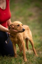 SOMBRA, Hund, Mischlingshund in Ungarn - Bild 6