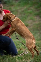 SOMBRA, Hund, Mischlingshund in Ungarn - Bild 7