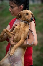SOMBRA, Hund, Mischlingshund in Ungarn - Bild 8