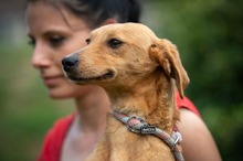 SOMBRA, Hund, Mischlingshund in Ungarn - Bild 9