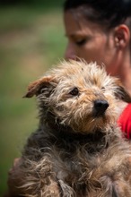 IZUMI, Hund, Mischlingshund in Ungarn - Bild 1