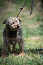 IZUMI, Hund, Mischlingshund in Ungarn - Bild 10