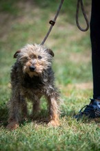 IZUMI, Hund, Mischlingshund in Ungarn - Bild 2