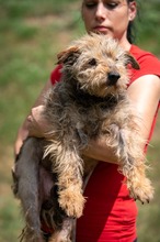 IZUMI, Hund, Mischlingshund in Ungarn - Bild 3