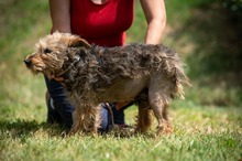IZUMI, Hund, Mischlingshund in Ungarn - Bild 4