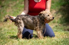 IZUMI, Hund, Mischlingshund in Ungarn - Bild 5