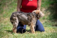 IZUMI, Hund, Mischlingshund in Ungarn - Bild 6