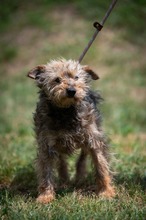 IZUMI, Hund, Mischlingshund in Ungarn - Bild 7