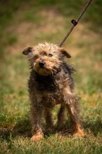 IZUMI, Hund, Mischlingshund in Ungarn - Bild 8