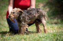 IZUMI, Hund, Mischlingshund in Ungarn - Bild 9