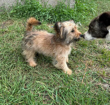 PIPPO, Hund, Mischlingshund in Rumänien - Bild 4