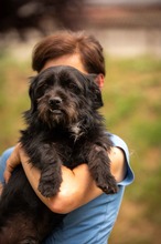 HABLATY, Hund, Mischlingshund in Ungarn - Bild 1