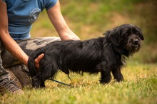 HABLATY, Hund, Mischlingshund in Ungarn - Bild 11